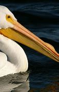 Image result for Pelican Wallpaper