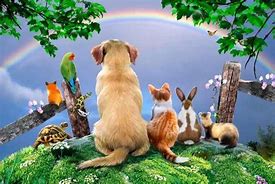 Image result for Cat and Dog Waiting at Rainbow Bridge