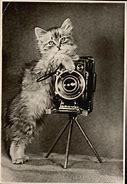 Image result for Holding Cat to Camera