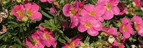 Image result for Potentilla fruticosa Bellissima