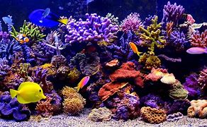 Image result for Fish Video Wallpaper