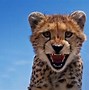 Image result for Bing Animals