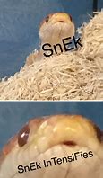 Image result for Snek Meme