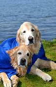 Image result for Golden Retriever Love Meme