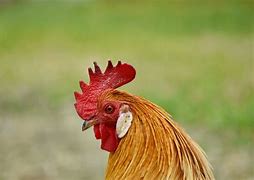 Image result for Rooster Animal