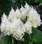 Image result for Astilbe White Sensation