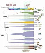 Image result for Plant Evolution Timeline