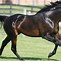 Image result for Horse Throughbred Running