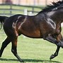 Image result for Colorful Thoroughbred Horse