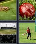 Image result for Cricket