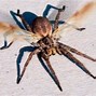 Image result for Largest Australia Flying Spider