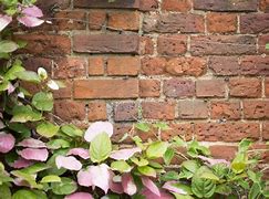 Image result for Vines On Brick Wall