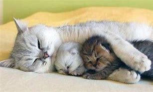 Image result for Mother Cat and Kitten Sleeping