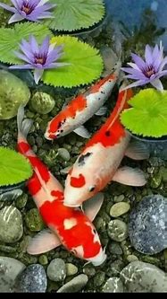 Image result for Koi Fish iPhone Wallpaper