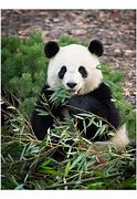 Image result for Panda iPhone Case 7