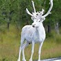 Image result for Top 10 Albino Animals