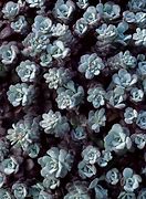Image result for Sedum spathulifolium Purpureum