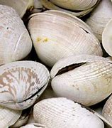 Image result for Mollusque Coques