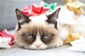 Image result for Grumpy Cat Christmas Funny