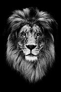 Image result for Lion Black and White with No Background