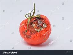 Image result for Smashed Moldy Tomatoes