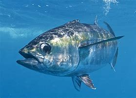 Image result for BlacktipH Tuna