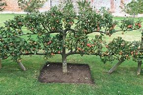 Image result for Small Apple Tree Orchard