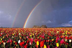 Image result for Rainbow Flower Field