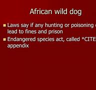 Image result for African Wild Dog Characteristics