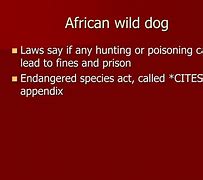 Image result for African Wild Dog Family