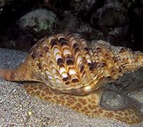 Image result for Biggest Snail On Earth