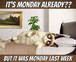 Image result for monday cats meme grumpy