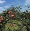 Image result for Summer Apple Tree