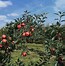 Image result for Apple Tree Summer
