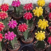 Image result for Flowering Cactus Plants Identification