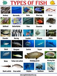 Image result for All Kinds of Fish in the World