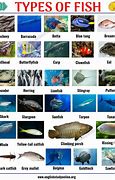Image result for Normal Facts About Fish