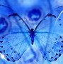 Image result for Butterfly Wallpapers for Laptop