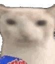 Image result for Discord Cat Memes