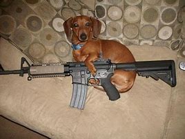 Image result for Dog Eat a Gun