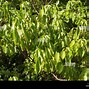 Image result for Manchineel Tree Poisoning