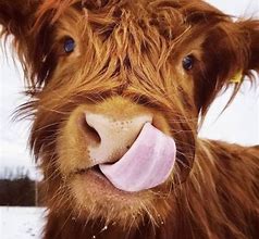 Image result for Funny Farm Animals Cow