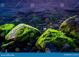 Image result for Moss Rock Turkey