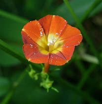 Image result for Ipomoea Coccinea