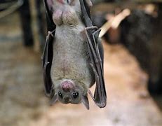 Image result for Dwarf Fruit Bat
