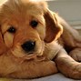 Image result for Golden Retriever Puppy Wallpaper 4K