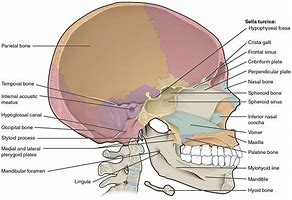 Image result for Back of Skull Anatomy