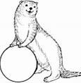 Image result for Galaxy Otter