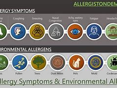 Image result for Environmental Allergies Examples