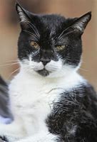 Image result for Cream Puff Oldest Cat